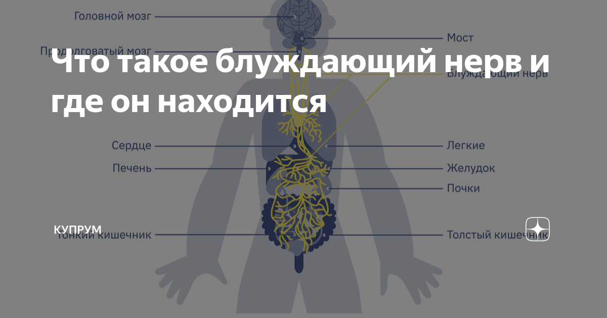 Что такое блуждающий нерв и где он находится | Купрум | Дзен