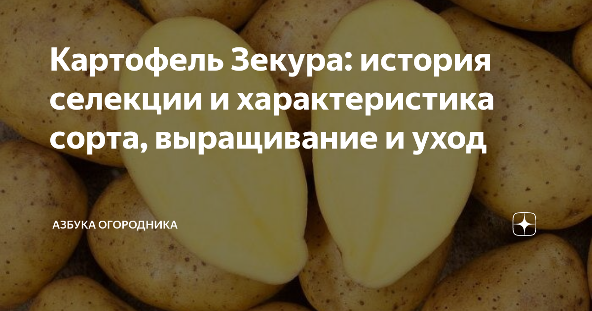 40 сортов картофеля для пюре, жарки, запекания и картошки фри в 2020 г Картошка,
