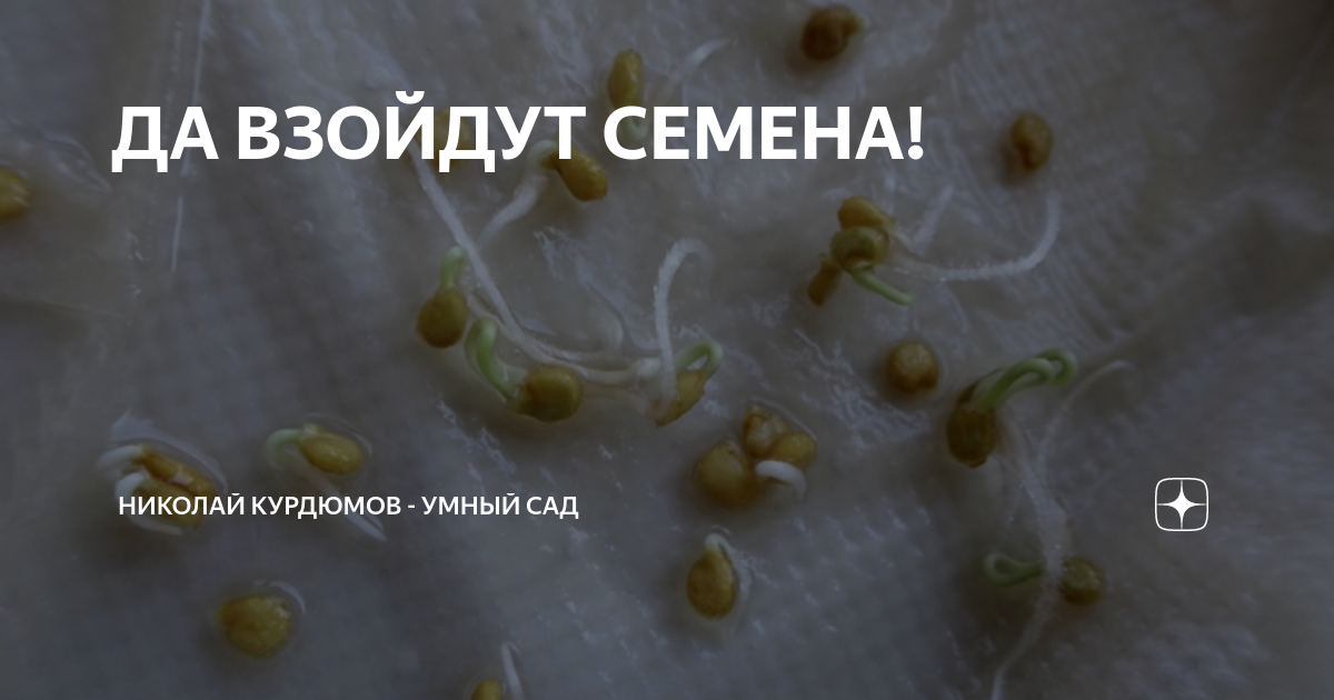 ДА ВЗОЙДУТ СЕМЕНА! | Николай Курдюмов "УМНЫЙ САД" | Дзен
