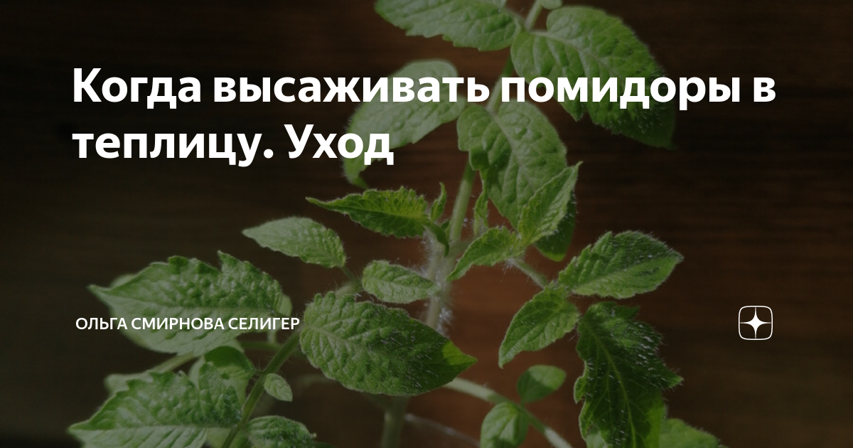 Когда высаживать помидоры в теплицу. Уход | Ольга Смирнова Селигер/Мама ...