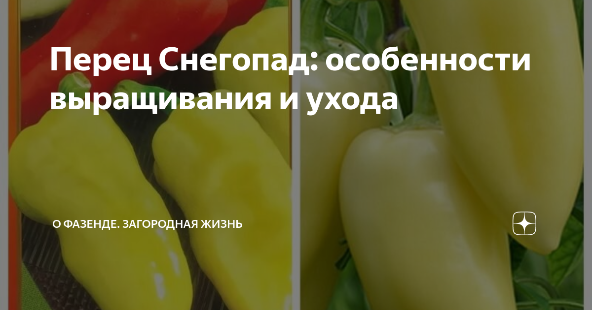 Перец снегопад отзывы фото