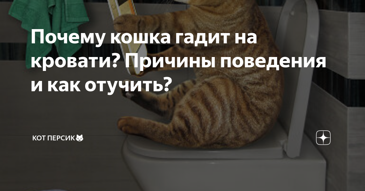 5 Причин по которым кошка мочится мимо лотка