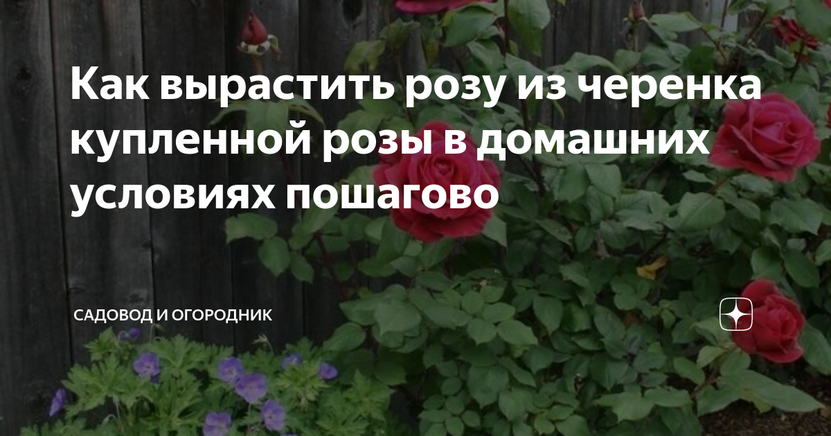 Как вырастить розу из черенка купленной розы в домашних условиях ...