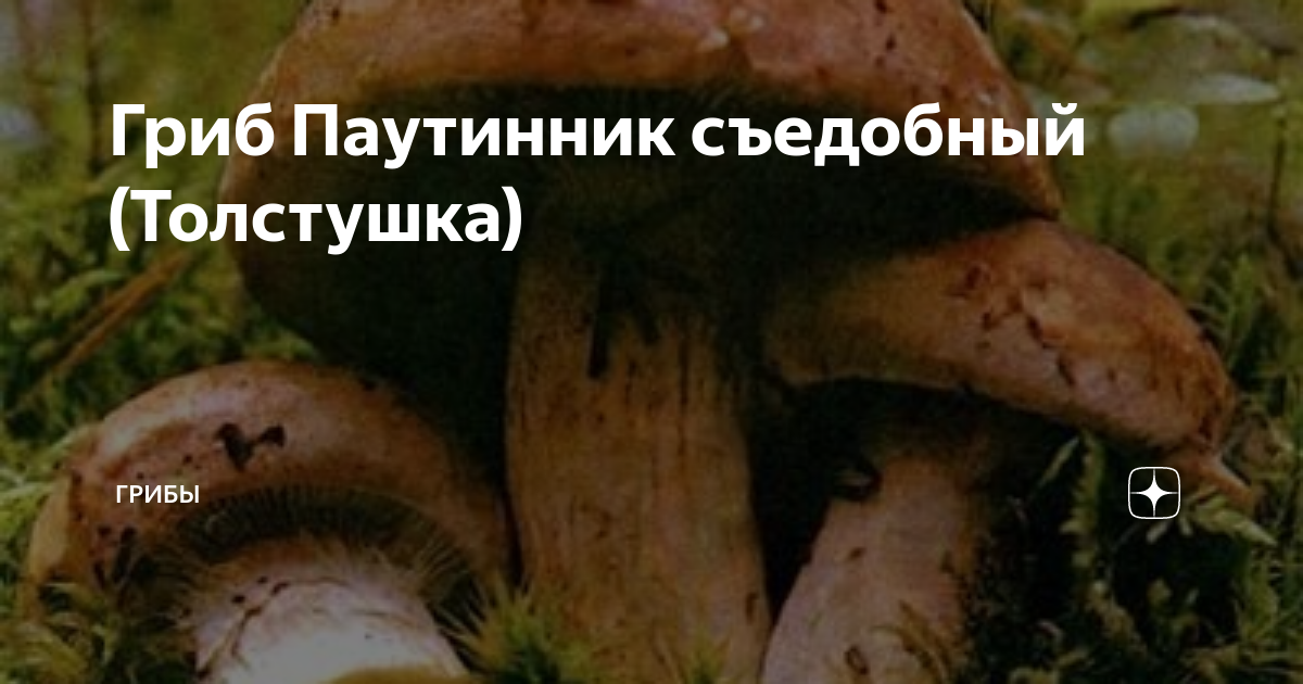 Файл:Cortinarius esculentus.jpg - Википедия