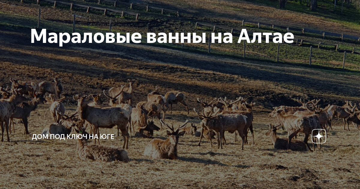 Мараловые ванны на Алтае | Алексей Норкин: Строю. Путешествую. Люблю ...