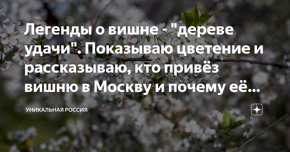 Легенды о вишне - \