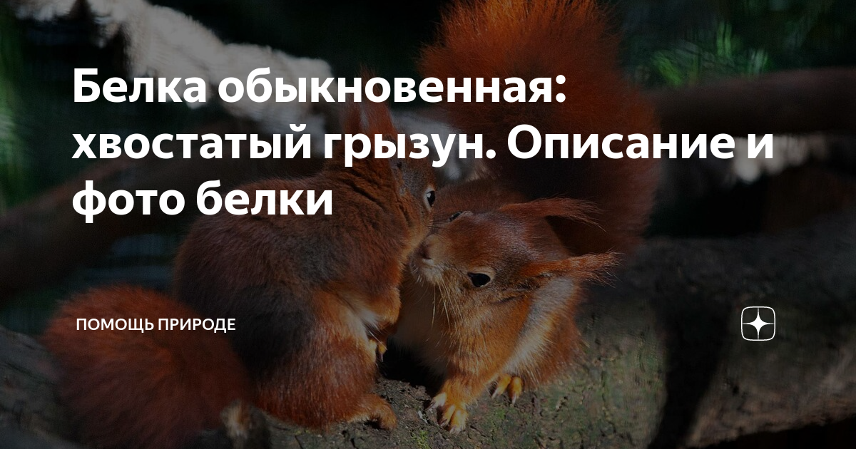 Кому помогает белка