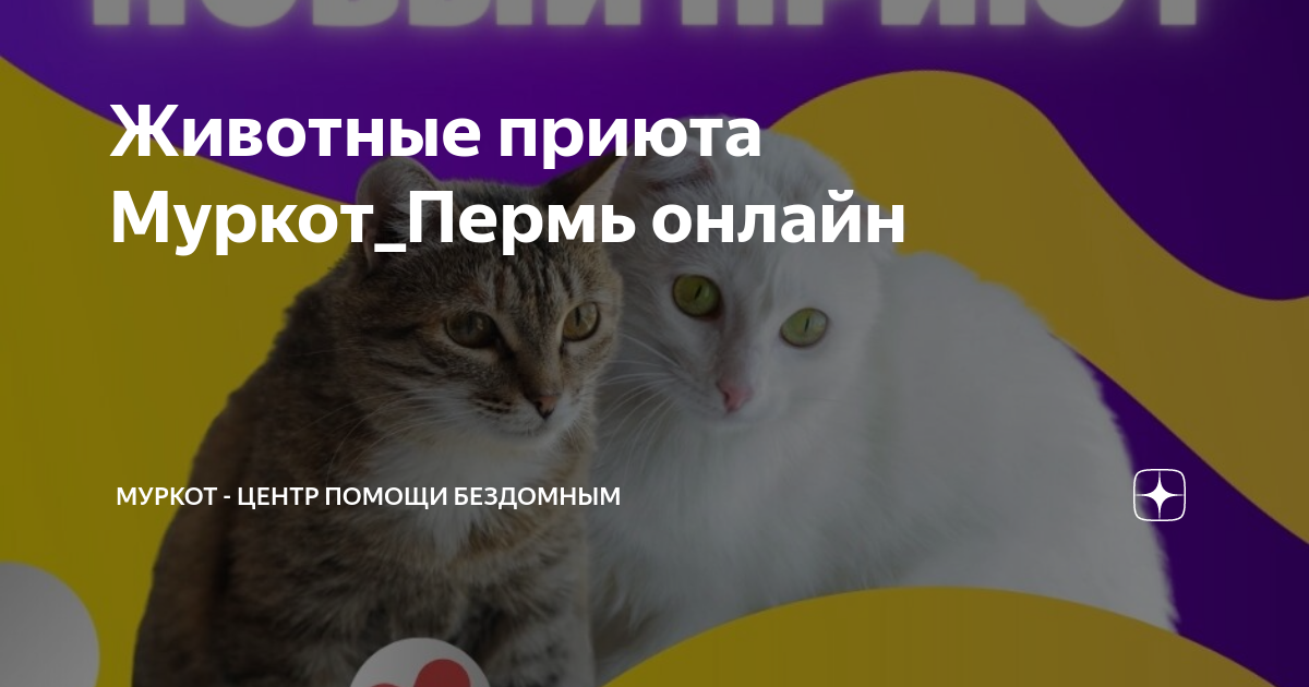 Муркот приют пермь. Муркот приют пермь