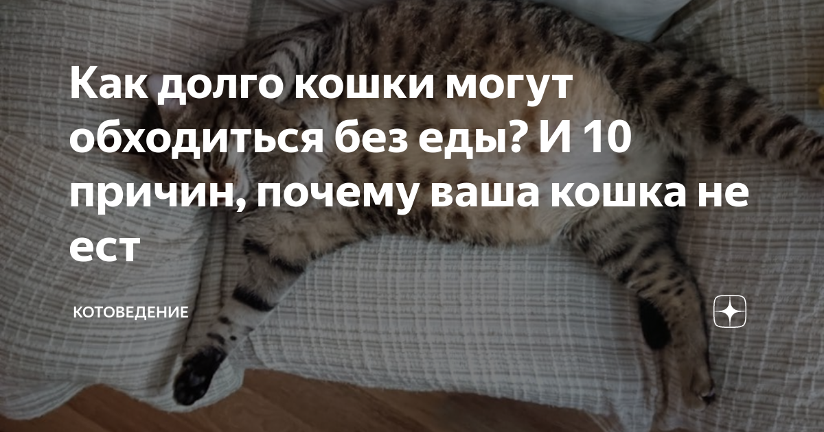 Кошка сутки не ест