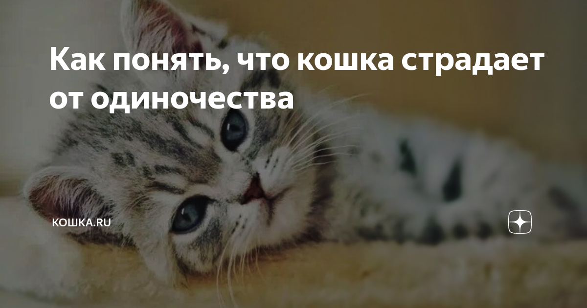 сколько кошка может не есть из за стресса