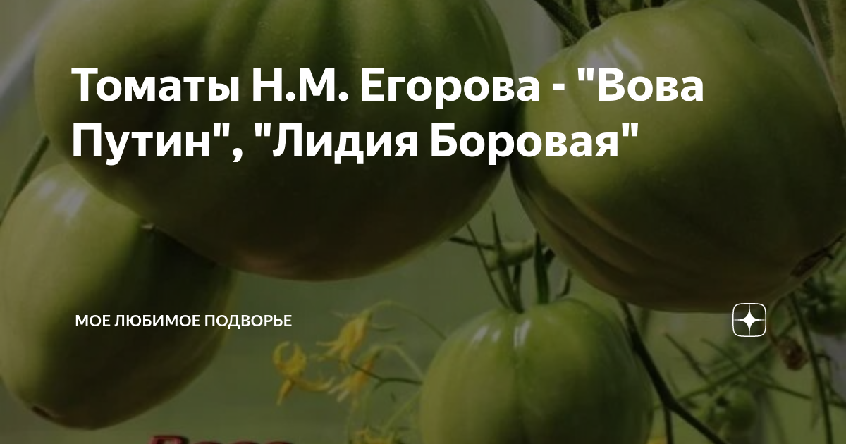 Томаты Н.М. Егорова - "Вова Путин", "Лидия Боровая" | Мое любимое ...