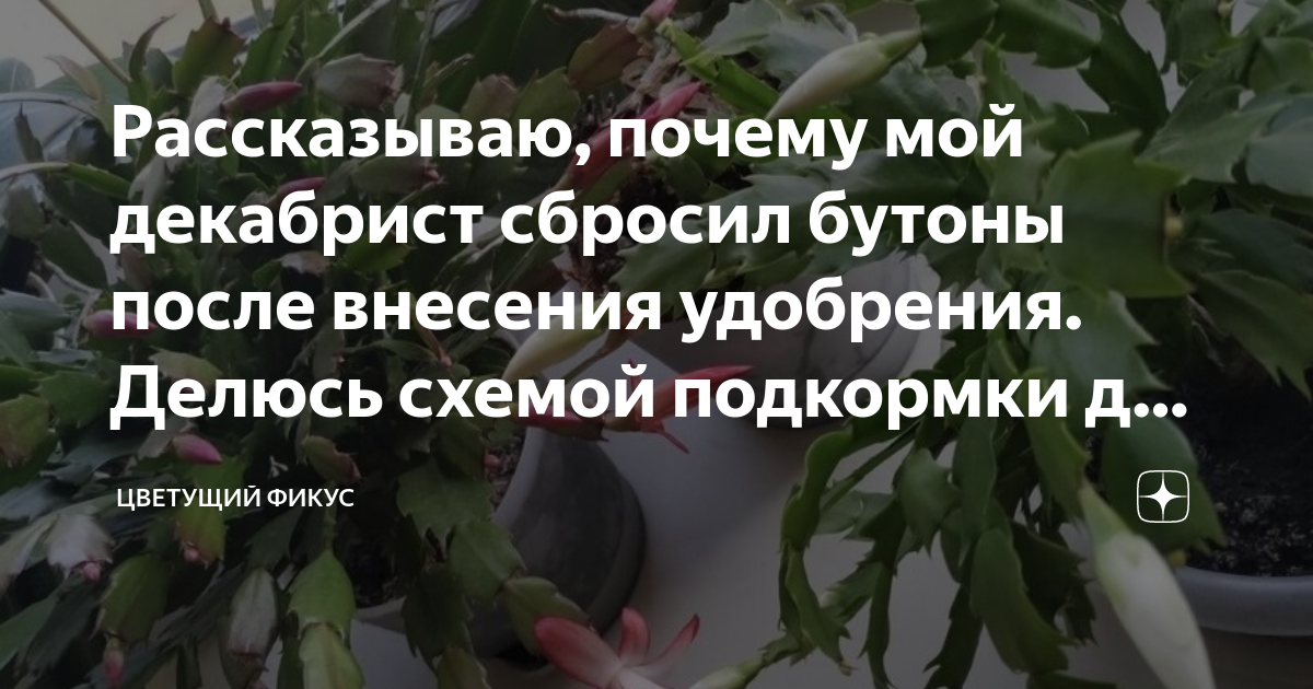 Почему у декабриста при цветении опадают бутончики цветов так и не распустившись