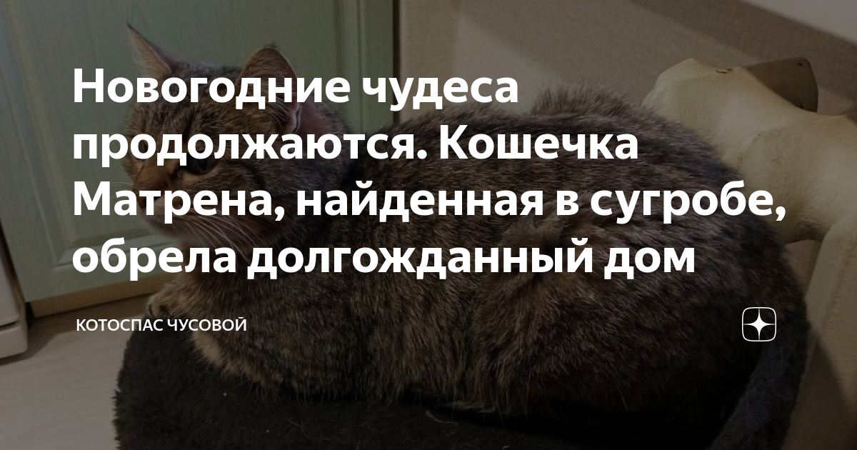 Новогодние чудеса продолжаются. Кошечка Матрена, найденная в сугробе ...