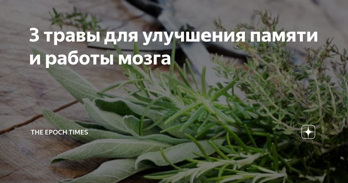травы для мозга и памяти