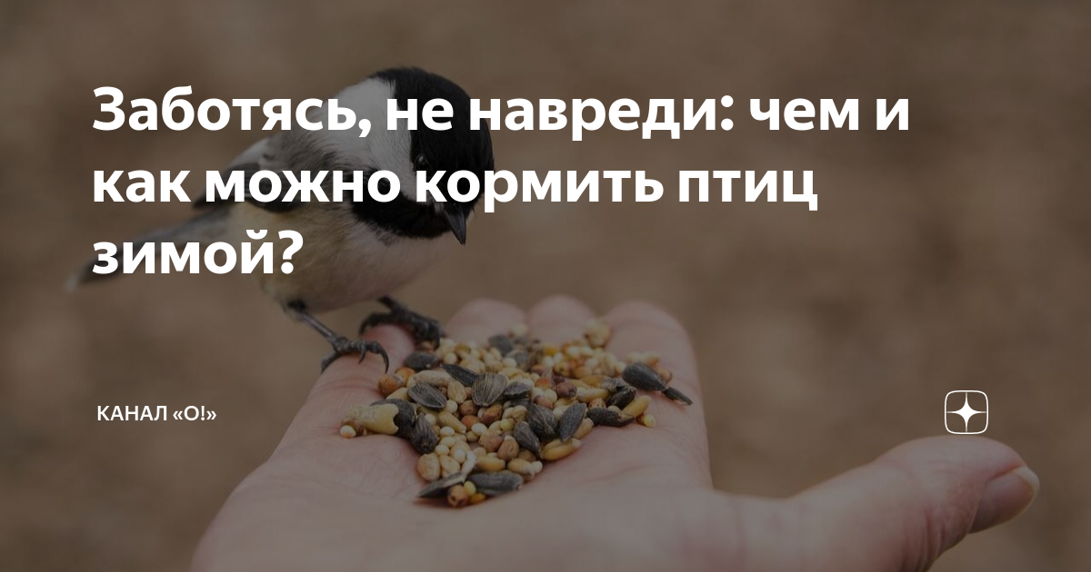 Можно ли голубям перловку. Чем можно кормить птиц зимой.