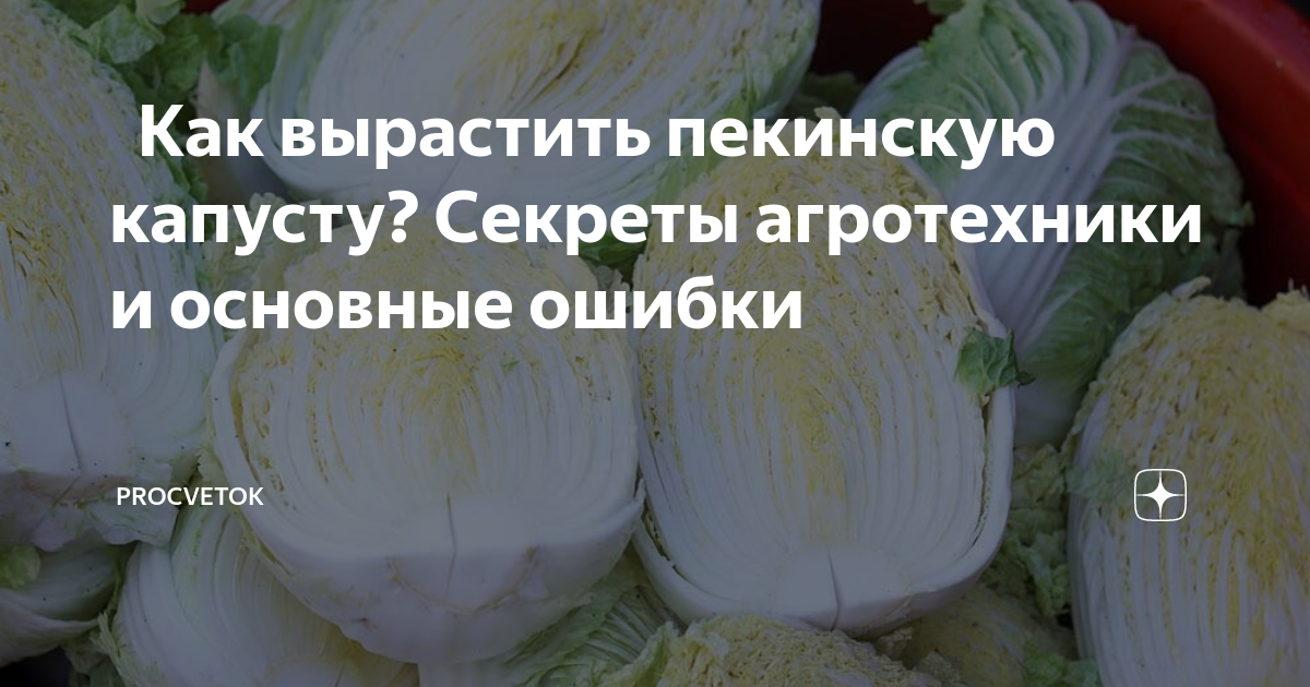 🥬 Как вырастить пекинскую капусту? Секреты агротехники и основные ...