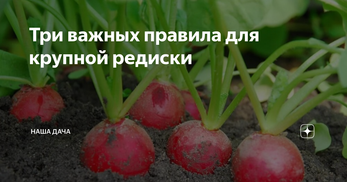 Три важных правила для крупной редиски | Наша Дача | Дзен