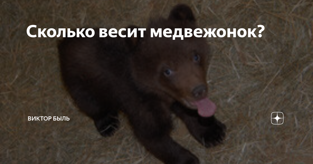 Часы судного дня русский медведь. Мачеха разозлилась и мишка остановил время. Медведь на дороге. Разбуди русского медведя. Цитаты про русского медведя.