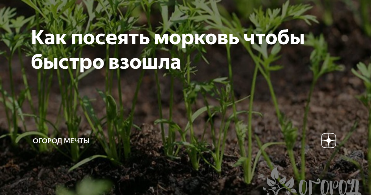 Как сажать морковь чтобы быстро взошла. Морковь взошла. чтобы морковь быстрее взошла. посадка моркови чтобы быстро взошла. быстрое прорастание семян моркови.