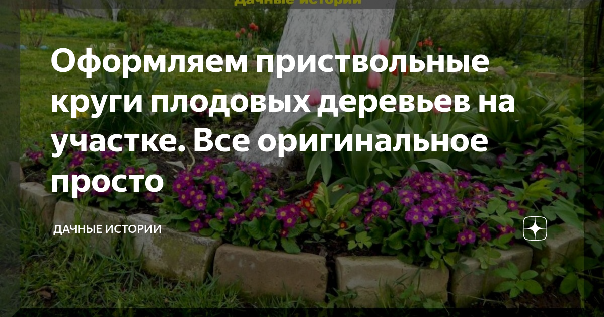 Оформляем приствольные круги плодовых деревьев на участке. Все ...