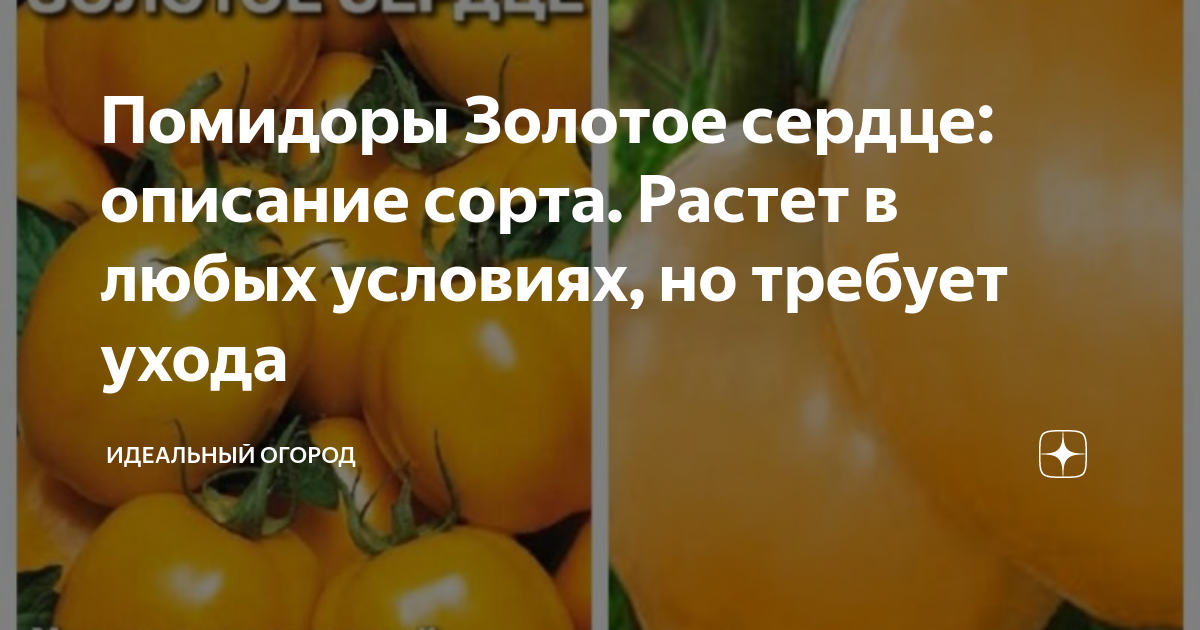 Помидоры Золотое сердце: описание сорта. Растет в любых условиях, но требует ухо