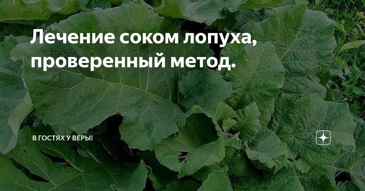 Лечение кисты соком лопуха