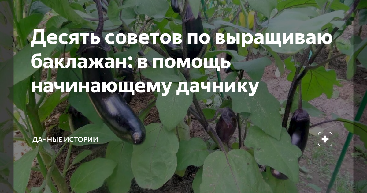 Оптимальные сроки для высадки