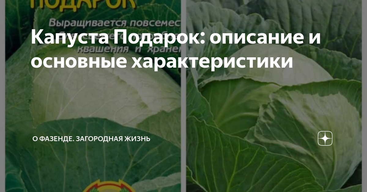 china Капуста белокочанная "Подарок" для квашения, 0,1 г 5 упак. - купить по выг