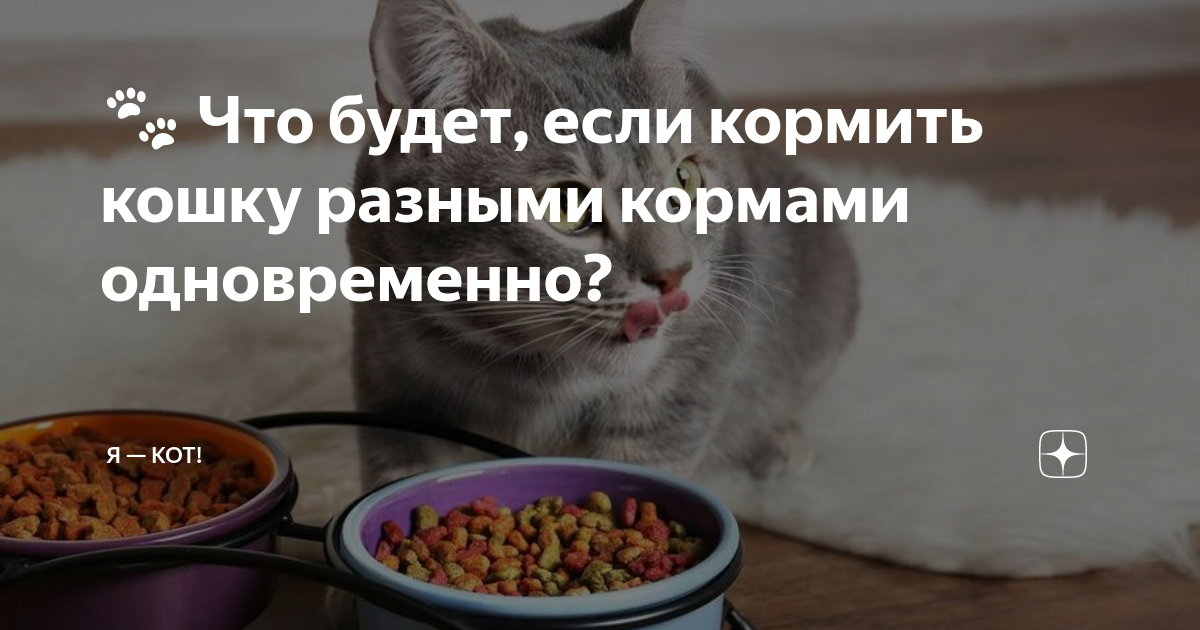 Можно кормить кошку разным кормом