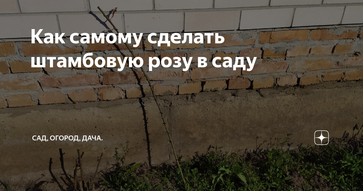 как сохранить штамбовую розу до посадки