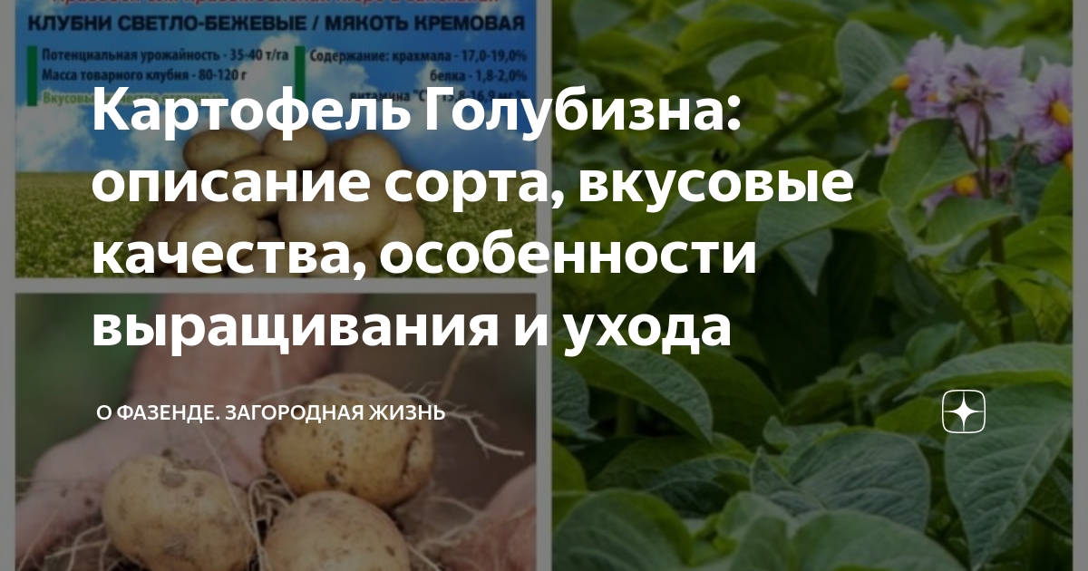 Продам овощи в Пичаеве, Картофель семенной элитных сортов, Сорта: красавчик, гол