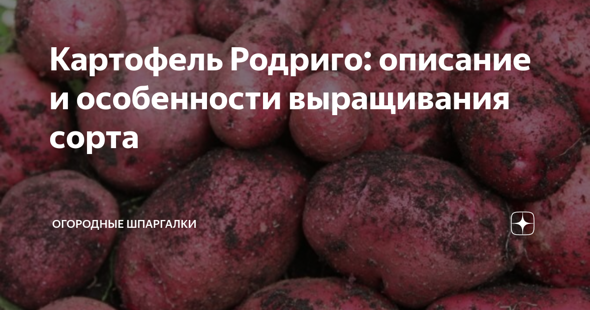 Картофель сорта Родриго: Фотографии и описание Эко-фокус Фотогалерея природы на 