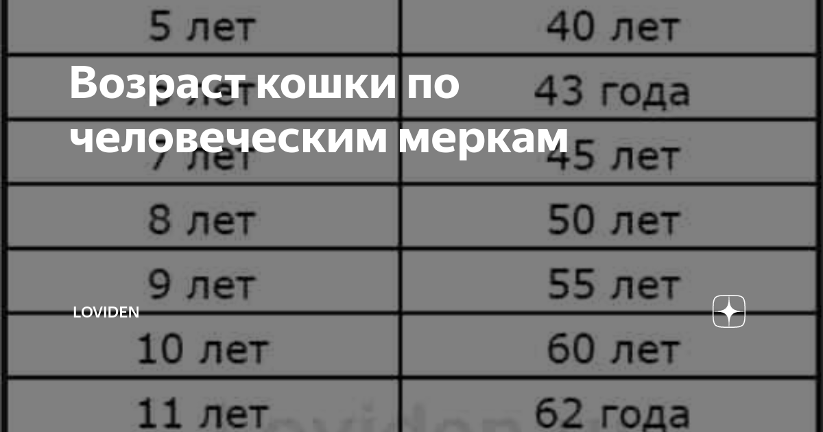 Старость кошки / Здоровье кошки от усов до кончика хвоста / Библиотека / Наша-Пр