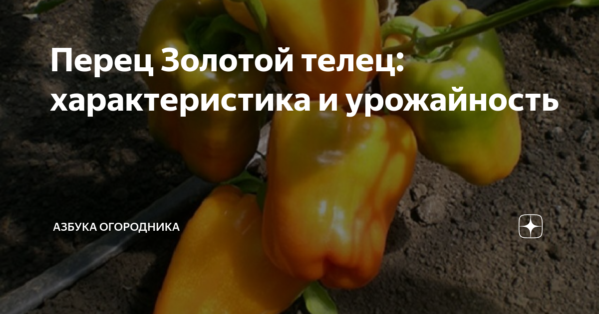 Характеристики Семена сладкого перца ЗОЛОТОЙ ТЕЛЕЦ - 2 пакета, подробное описани