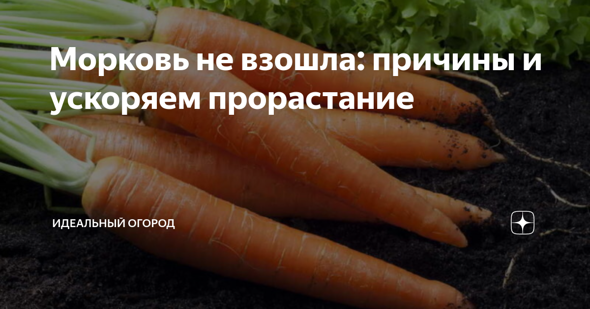 Как сажать морковь чтобы быстро взошла. Морковь взошла. чтобы морковь быстрее взошла. проредить морковь. способы посадки моркови без прореживания.