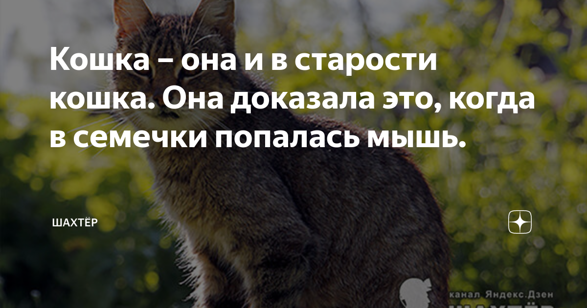 Сказка об умном мышонке — Маршак. Полный текст стихотворения — Сказка об умном мышонке