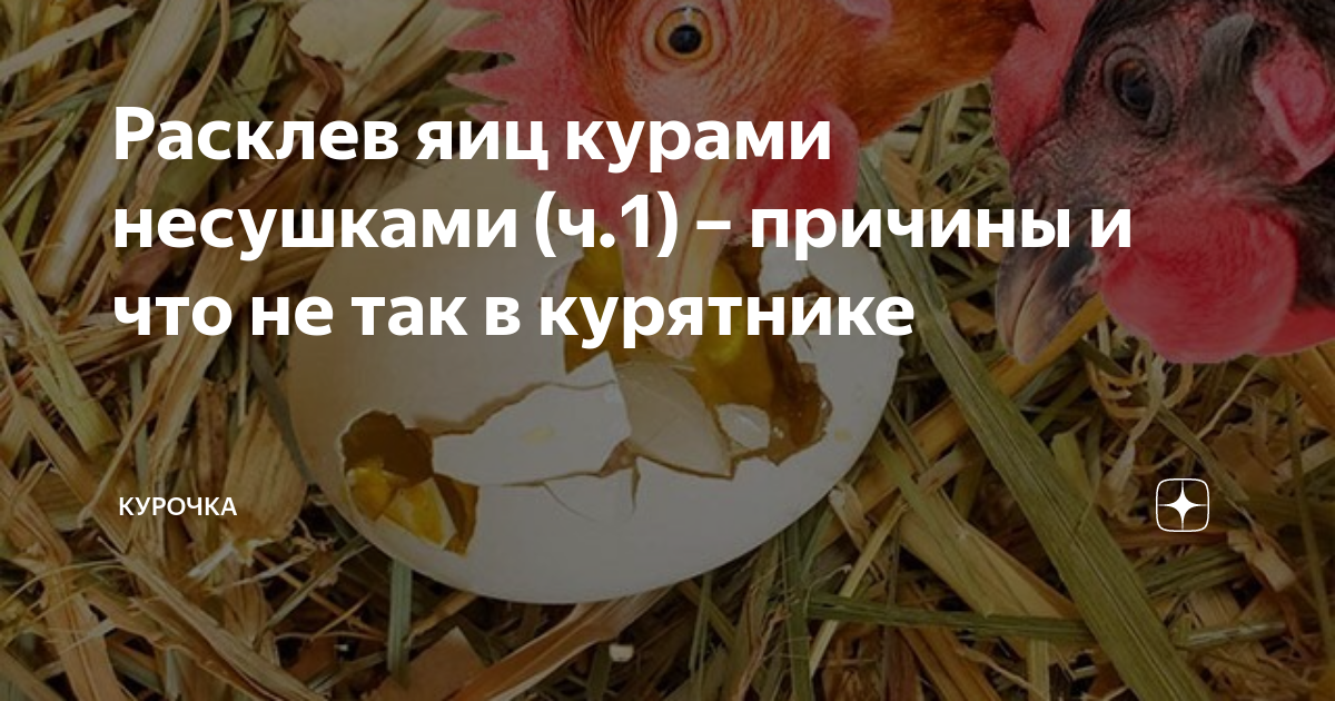 Расклев яиц курами несушками (ч.1) – причины и что не так в курятнике ...