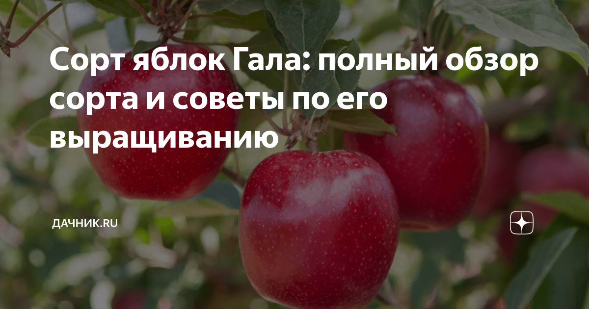 Сорт яблок Гала: полный обзор сорта и советы по его выращиванию ...