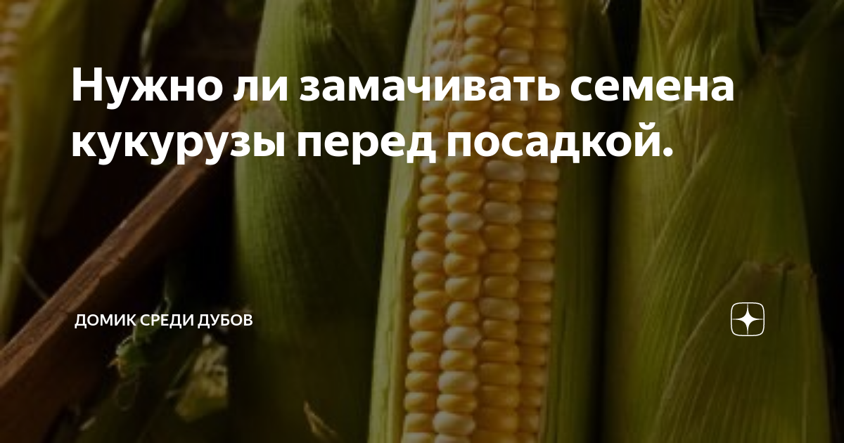 Надо ли замачивать семена кукурузы