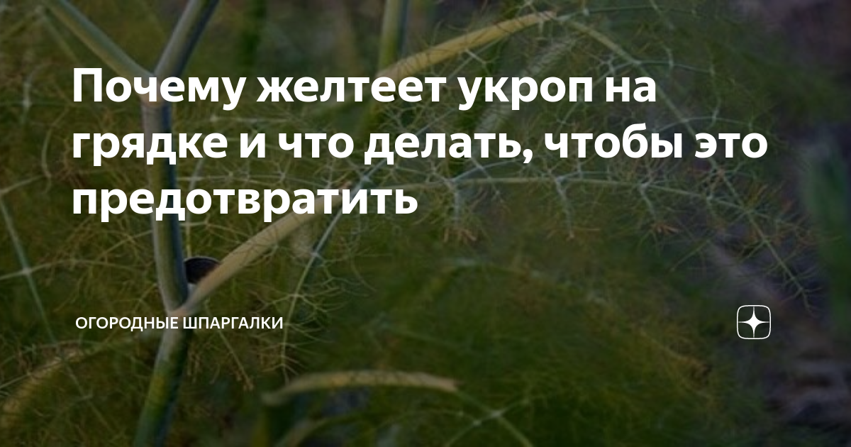 Почему желтеет укроп на грядке и что делать, чтобы это предотвратить