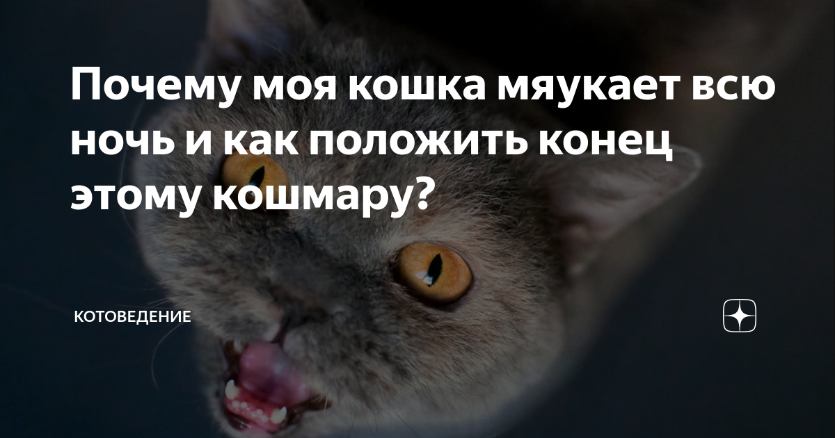 Почему коты и кошки чирикают и издают странные звуки?