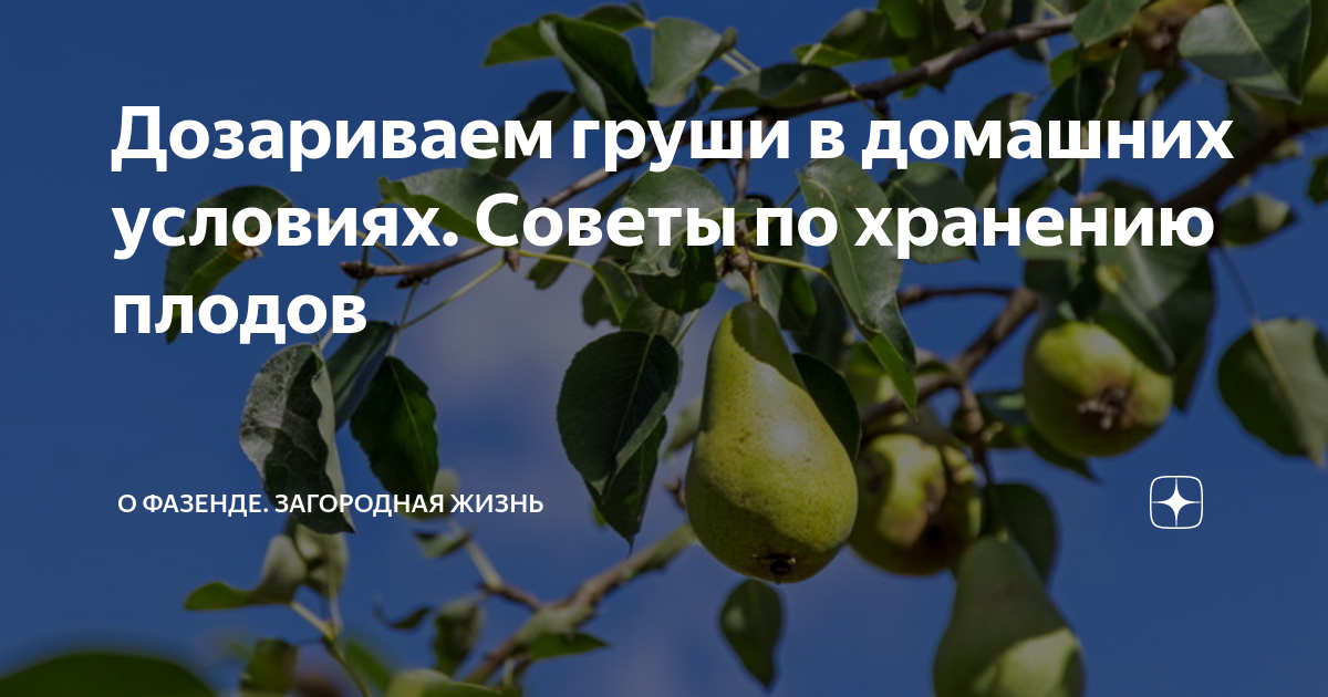 Как хранить груши свежими долго в домашних условиях: в погребе и подвале, холодильнике и морозилке