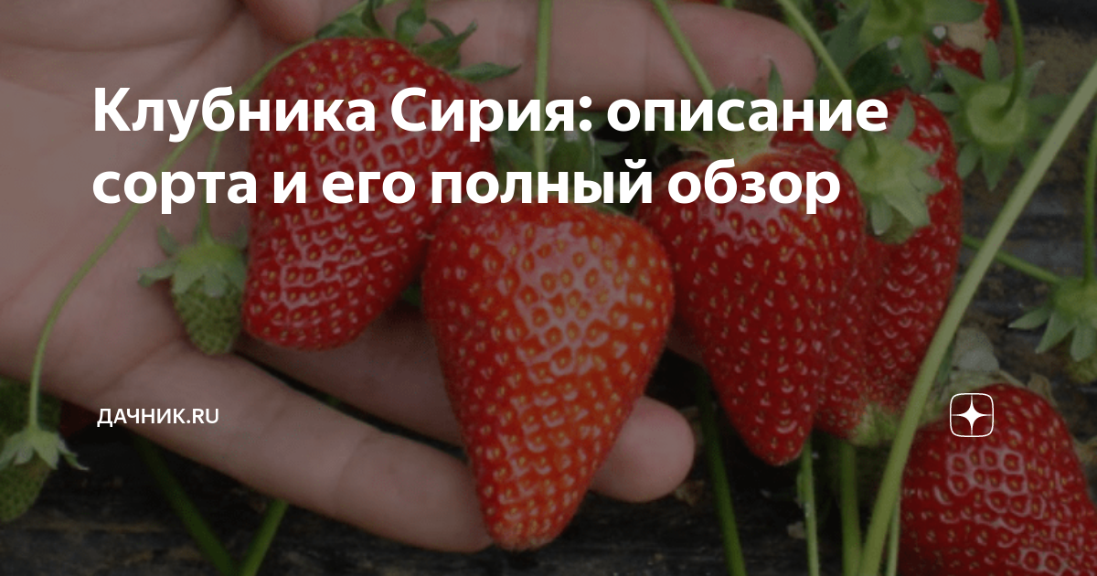 Клубника Сирия: описание сорта и его полный обзор | Дачник.RU | Дзен