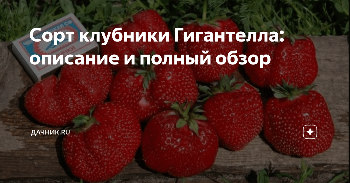 ДАЛИ - клубничная новинка 21 года. Обзор по сорту. / питомник КЛУБНИКА-МАЛИНА. -