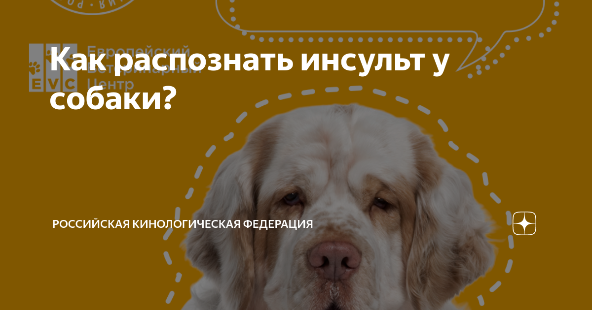 Как распознать инсульт у собаки? | Российская кинологическая федерация ...