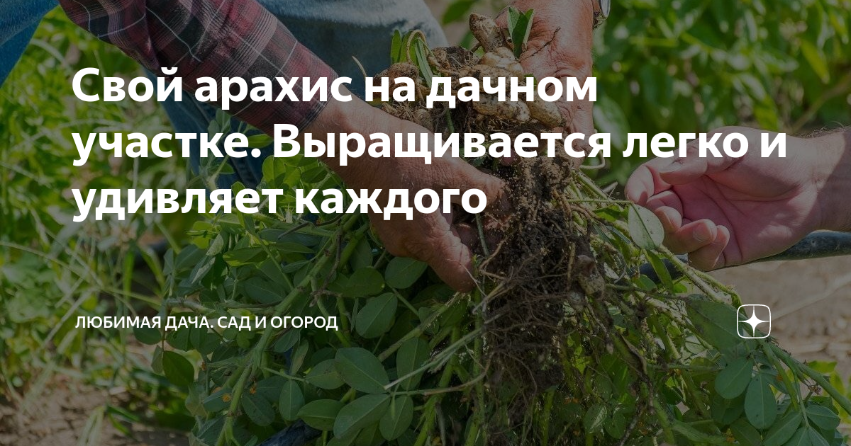Свой арахис на дачном участке. Выращивается легко и удивляет каждого ...