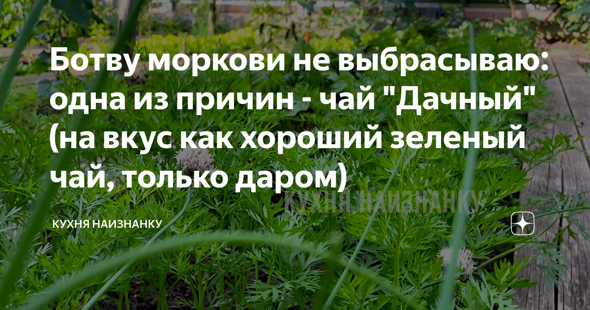 Ботву моркови не выбрасываю: одна из причин - чай "Дачный" (на вкус как ...