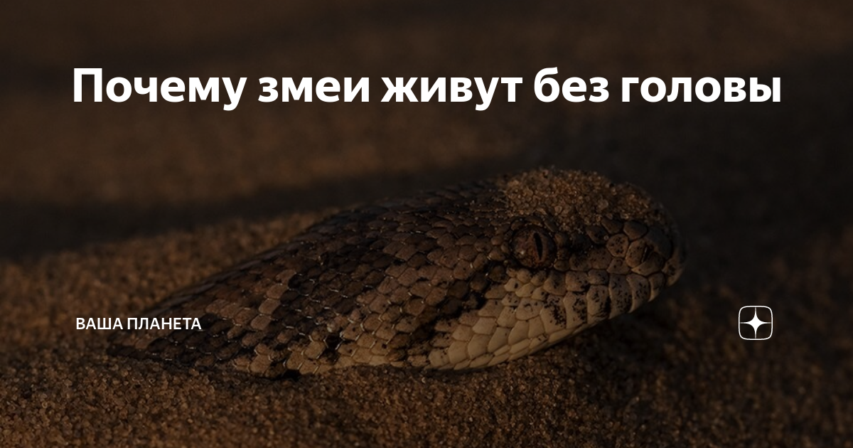 голова змея загадка