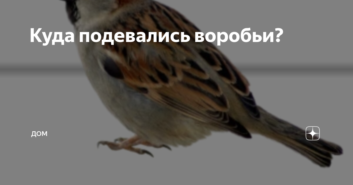 Куда делись воробьи 2024. Куда подевались воробьи. Куда делись воробьи. Куда пропали воробьи. Потерялся Воробей