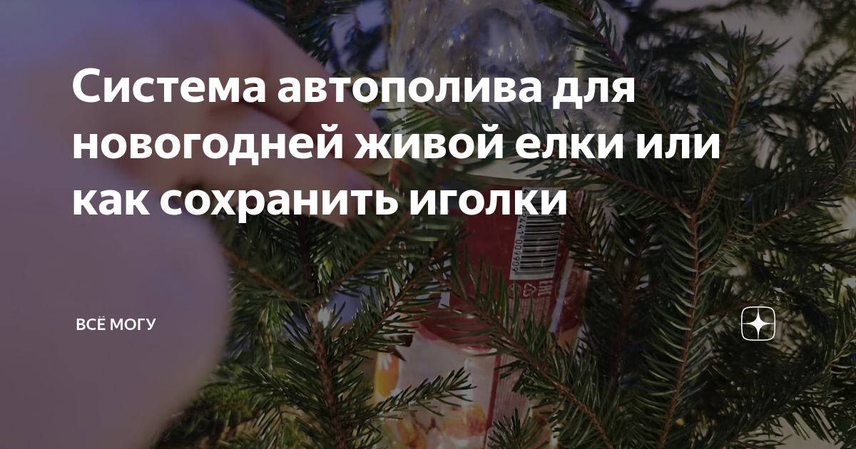 Живые елки к Новому году: тренды 2024 года 🍊🌲